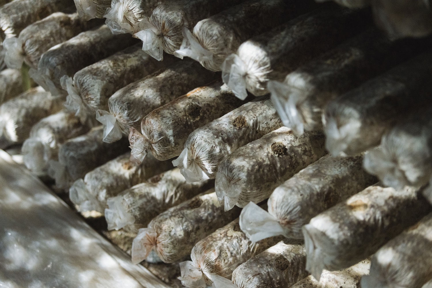 fresh organic shiitake mushrooms.jpg